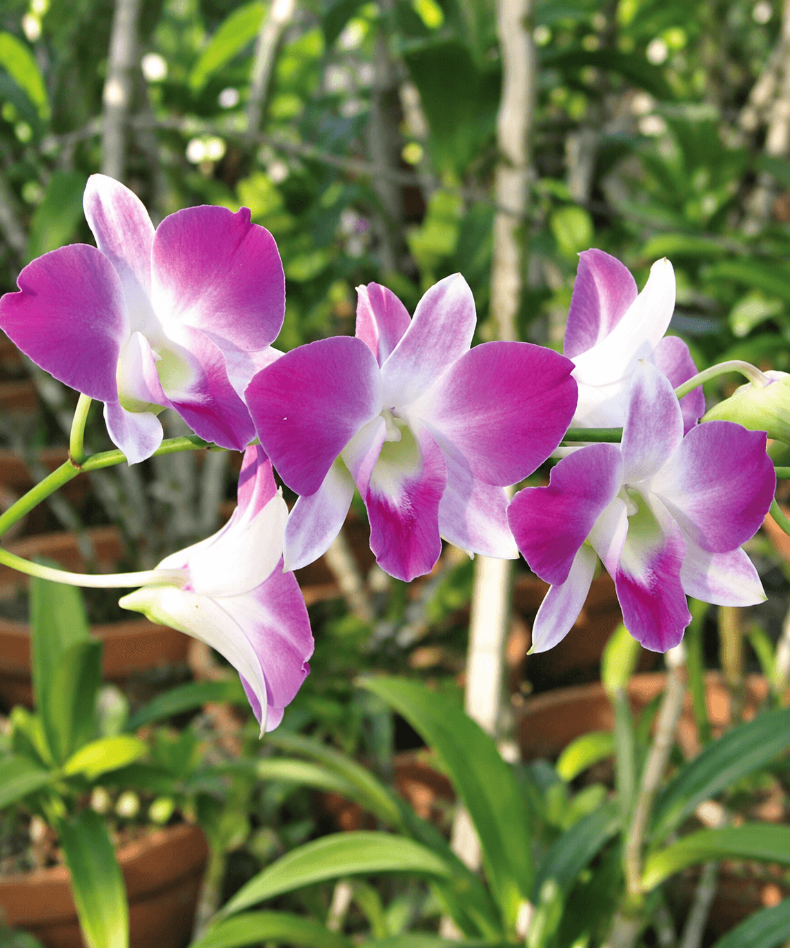 Sonia Purple