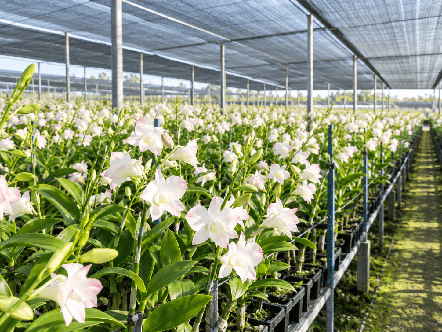 Our Growers